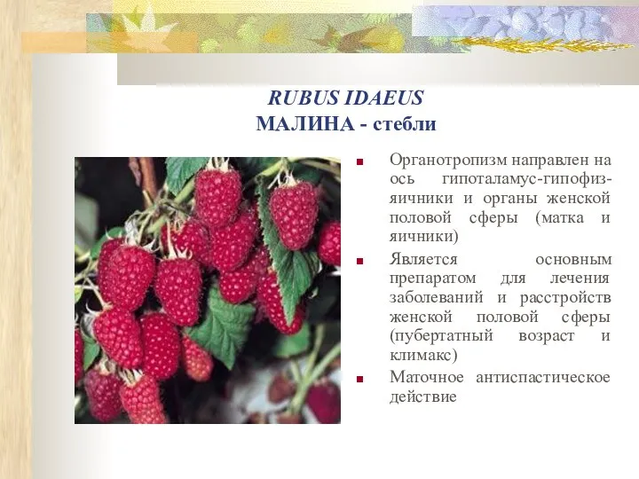 RUBUS IDAEUS МАЛИНА - стебли Органотропизм направлен на ось гипоталамус-гипофиз-яичники и