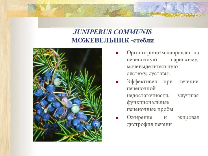 JUNIPERUS COMMUNIS МОЖЕВЕЛЬНИК -стебли Органотропизм направлен на печеночную паренхиму, мочевыделительную систему,