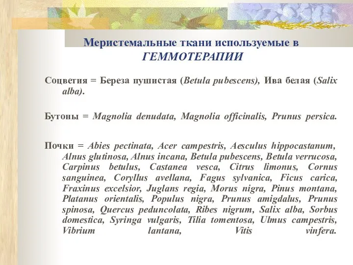 Меристемальные ткани используемые в ГЕММОТЕРАПИИ Соцветия = Береза пушистая (Betula pubescens),