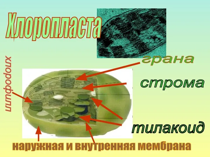 тилакоид грана строма Хлоропласта хлорофилл наружная и внутренняя мембрана