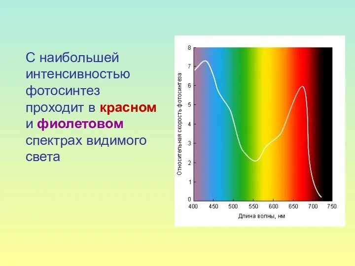 С наибольшей интенсивностью фотосинтез проходит в красном и фиолетовом спектрах видимого света