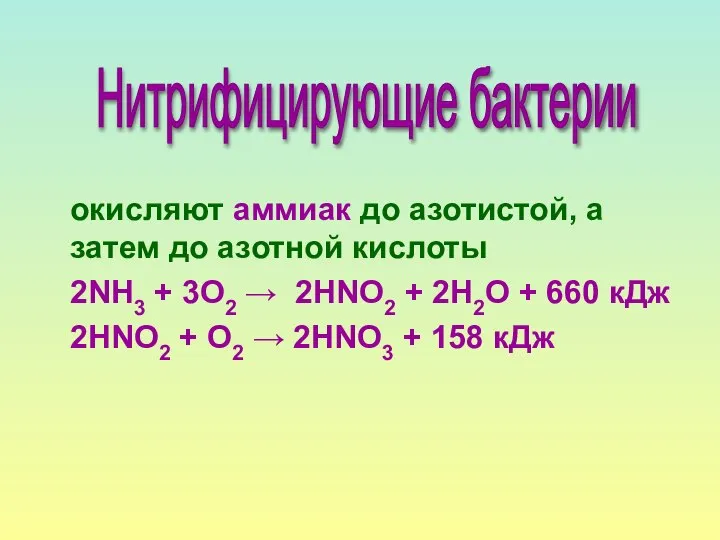 окисляют аммиак до азотистой, а затем до азотной кислоты 2NH3 +