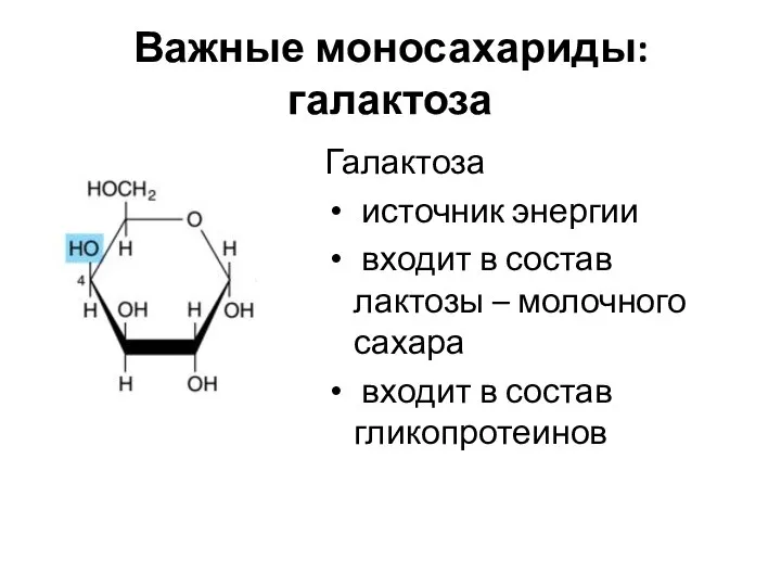 Важные моносахариды: галактоза Галактоза источник энергии входит в состав лактозы –