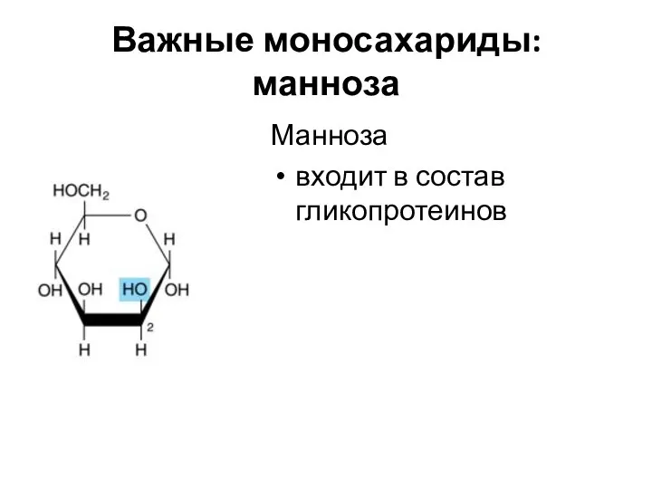 Важные моносахариды: манноза Манноза входит в состав гликопротеинов