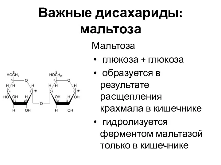 Важные дисахариды: мальтоза Мальтоза глюкоза + глюкоза образуется в результате расщепления