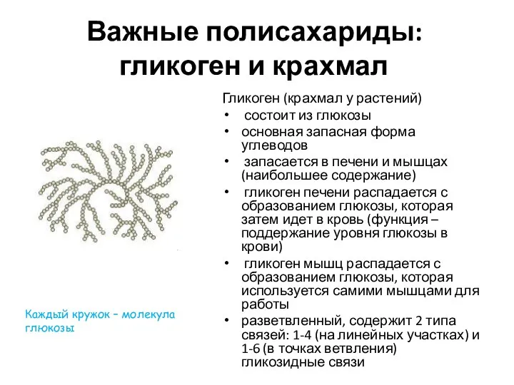 Важные полисахариды: гликоген и крахмал Гликоген (крахмал у растений) состоит из