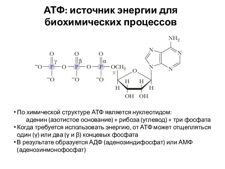 АТФ: источник энергии для биохимических процессов По химической структуре АТФ является