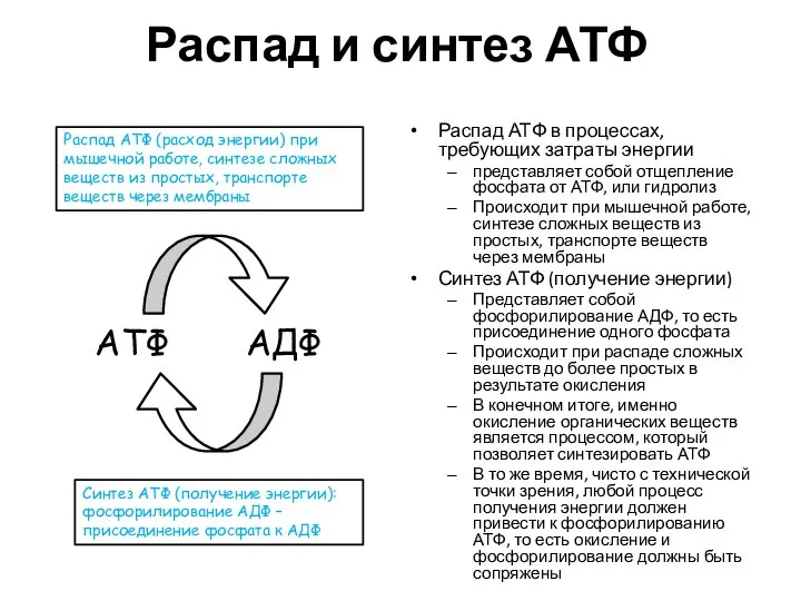 Распад и синтез АТФ Распад АТФ в процессах, требующих затраты энергии