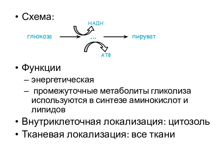 Схема: Функции энергетическая промежуточные метаболиты гликолиза используются в синтезе аминокислот и
