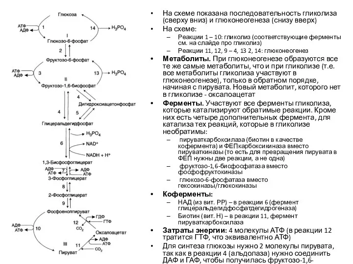 На схеме показана последовательность гликолиза (сверху вниз) и глюконеогенеза (снизу вверх)