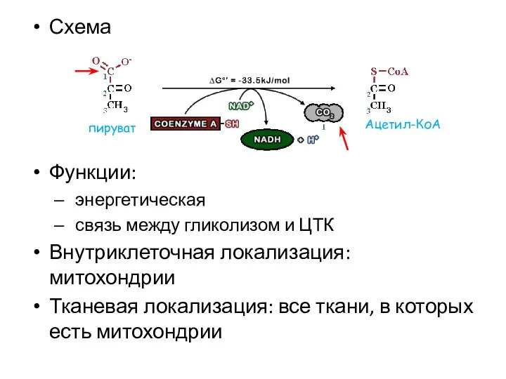 Схема Функции: энергетическая связь между гликолизом и ЦТК Внутриклеточная локализация: митохондрии