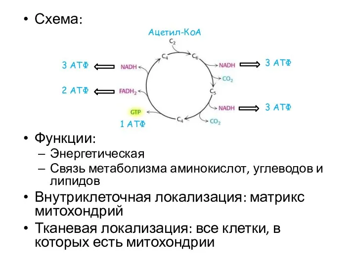 Схема: Функции: Энергетическая Связь метаболизма аминокислот, углеводов и липидов Внутриклеточная локализация: