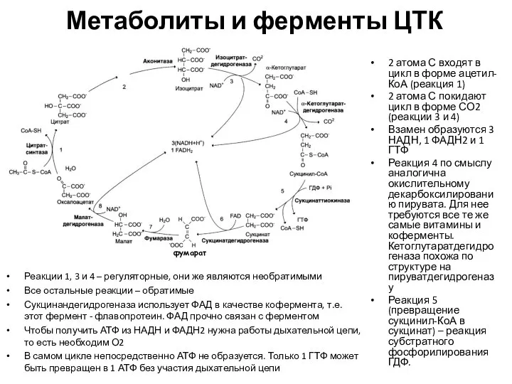 Метаболиты и ферменты ЦТК 2 атома С входят в цикл в