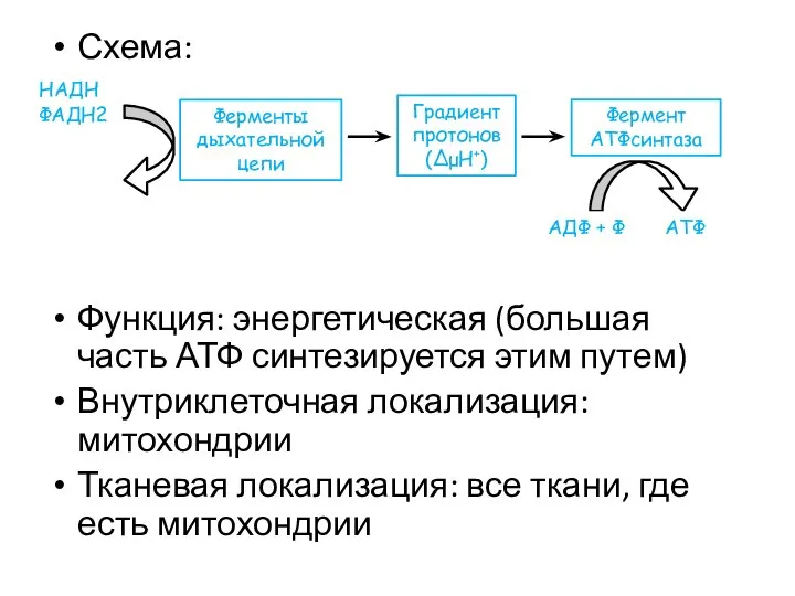 Схема: Функция: энергетическая (большая часть АТФ синтезируется этим путем) Внутриклеточная локализация: