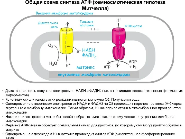 Общая схема синтеза АТФ (хемиосмотическая гипотеза Митчелла) НАДН ФАДН2 Дыхательная цепь
