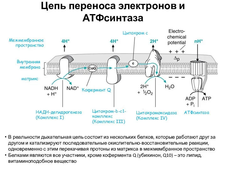 Цепь переноса электронов и АТФсинтаза В реальности дыхательная цепь состоит из