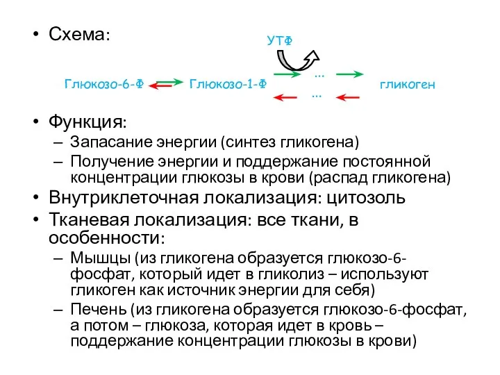 Схема: Функция: Запасание энергии (синтез гликогена) Получение энергии и поддержание постоянной