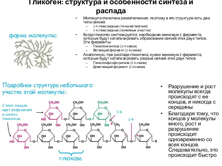 Гликоген: структура и особенности синтеза и распада Молекула гликогена разветвленная, поэтому