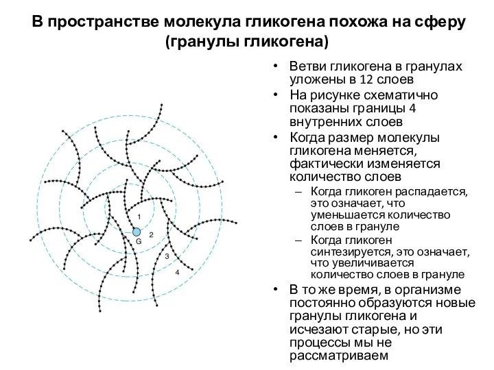 В пространстве молекула гликогена похожа на сферу (гранулы гликогена) Ветви гликогена