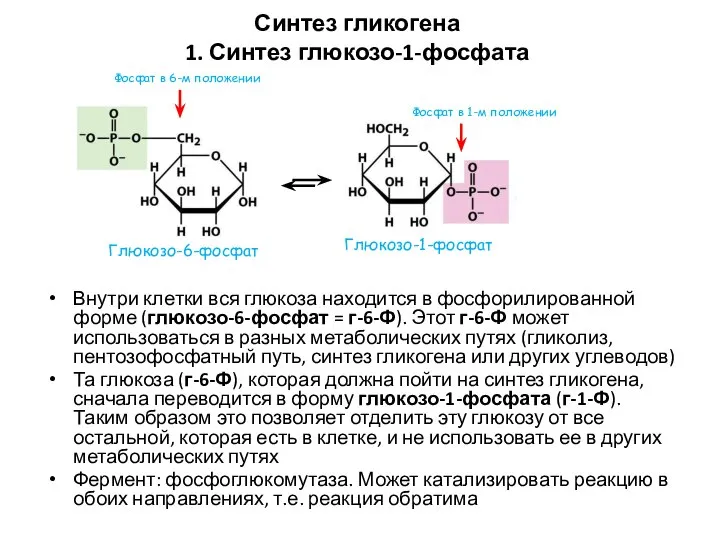 Синтез гликогена 1. Синтез глюкозо-1-фосфата Внутри клетки вся глюкоза находится в