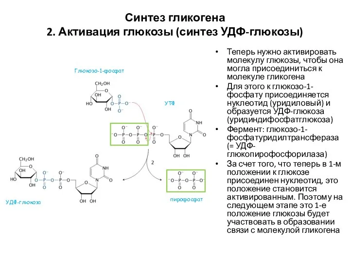 Синтез гликогена 2. Активация глюкозы (синтез УДФ-глюкозы) Теперь нужно активировать молекулу