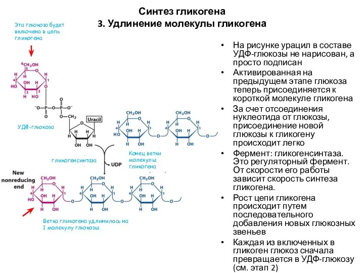 Синтез гликогена 3. Удлинение молекулы гликогена На рисунке урацил в составе