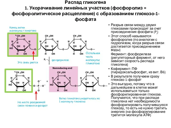 Распад гликогена 1. Укорачивание линейных участков (фосфоролиз = фосфоролитическое расщепление) с