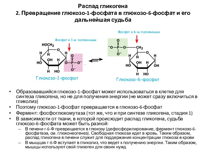 Распад гликогена 2. Превращение глюкозо-1-фосфата в глюкозо-6-фосфат и его дальнейшая судьба