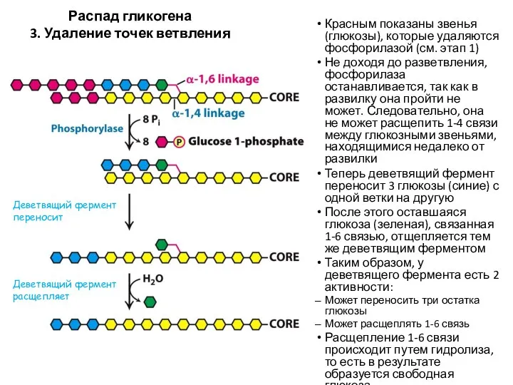 Распад гликогена 3. Удаление точек ветвления Красным показаны звенья (глюкозы), которые