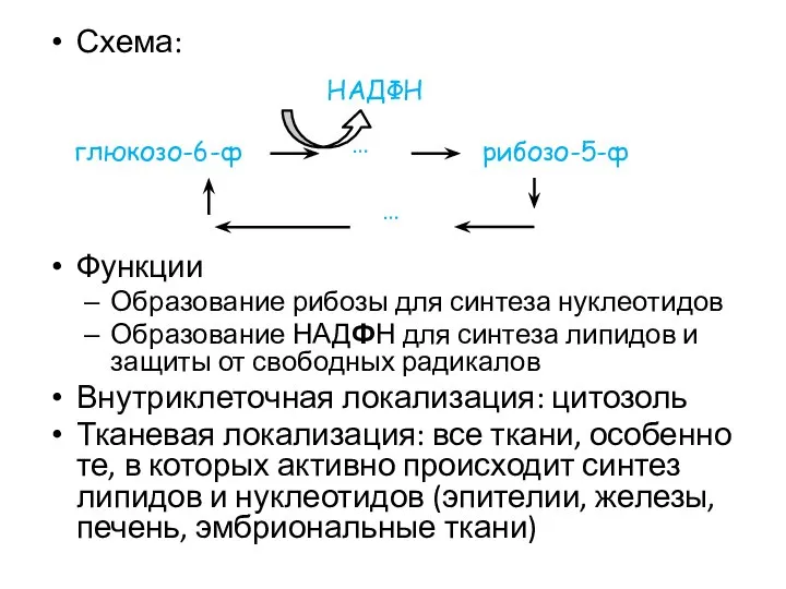 Схема: Функции Образование рибозы для синтеза нуклеотидов Образование НАДФН для синтеза
