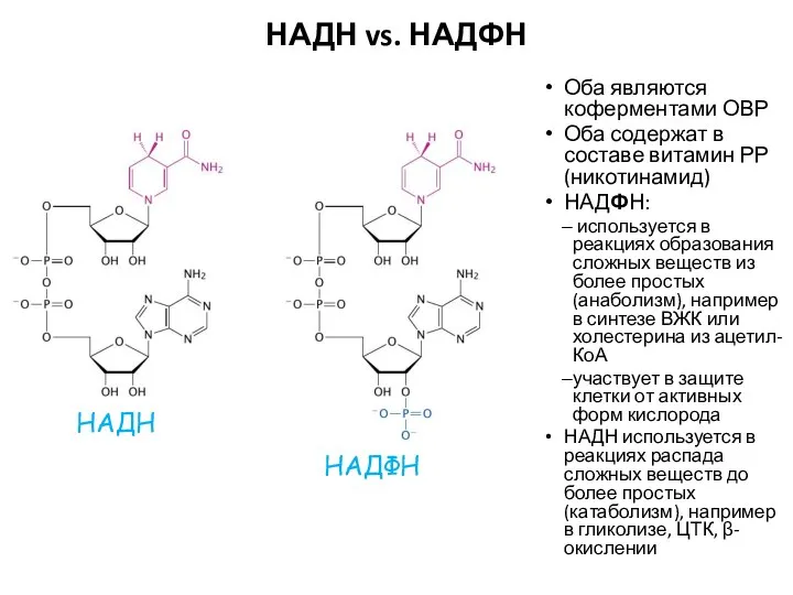 НАДН vs. НАДФН Оба являются коферментами ОВР Оба содержат в составе