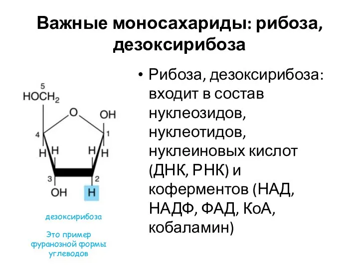 Важные моносахариды: рибоза, дезоксирибоза Рибоза, дезоксирибоза: входит в состав нуклеозидов, нуклеотидов,