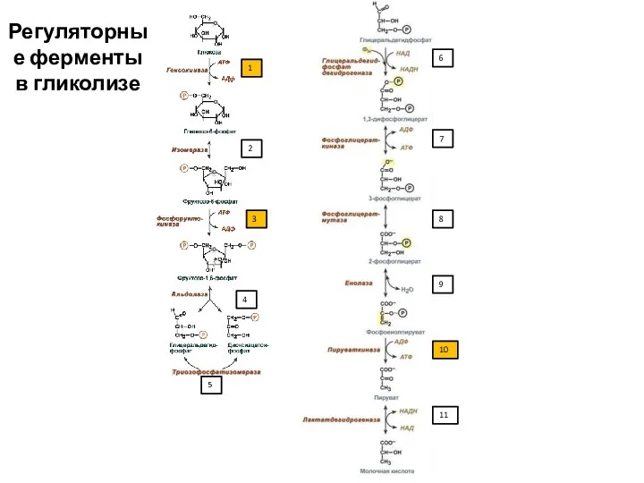 1 2 3 4 5 6 7 8 9 10 11 Регуляторные ферменты в гликолизе