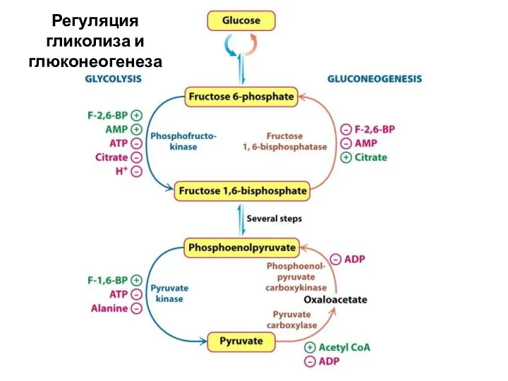 Регуляция гликолиза и глюконеогенеза