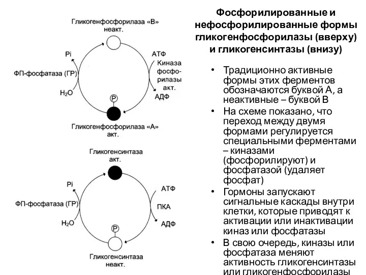 Фосфорилированные и нефосфорилированные формы гликогенфосфорилазы (вверху) и гликогенсинтазы (внизу) Традиционно активные