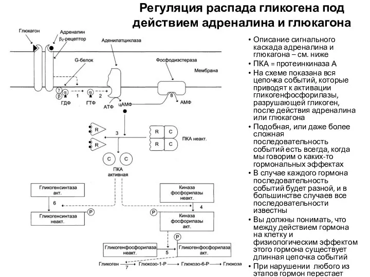 Описание сигнального каскада адреналина и глюкагона – см. ниже ПКА =