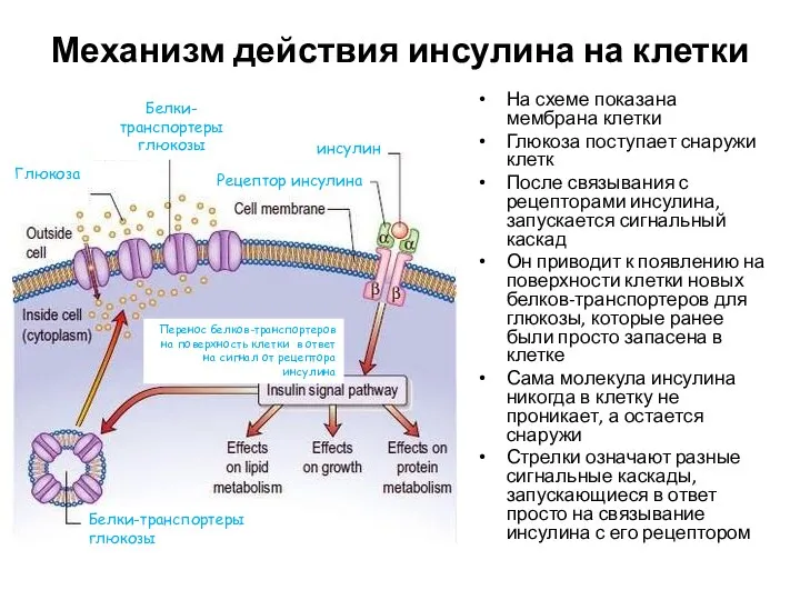 Механизм действия инсулина на клетки На схеме показана мембрана клетки Глюкоза