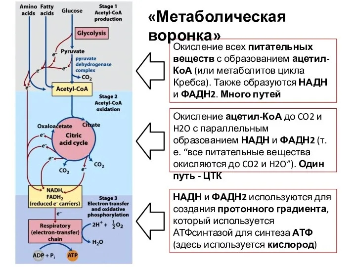 Окисление всех питательных веществ с образованием ацетил-КоА (или метаболитов цикла Кребса).