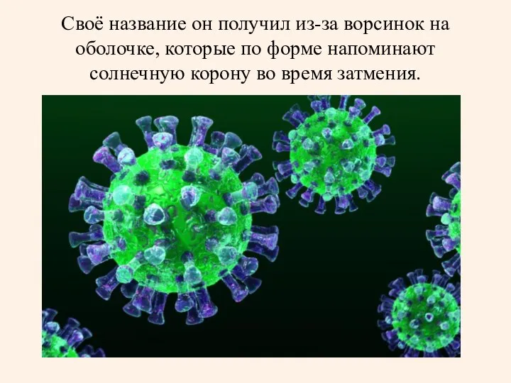 Своё название он получил из-за ворсинок на оболочке, которые по форме