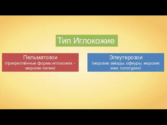 Тип Иглокожие Пельматозои (прикреплённые формы иглокожих – морские лилии) Элеутерозои (морские звёзды, офиуры, морские ежи, голотурии)