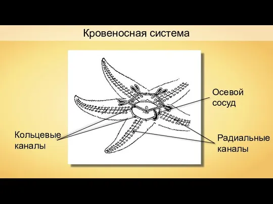 Кровеносная система