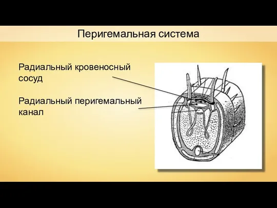 Радиальный кровеносный сосуд Радиальный перигемальный канал Перигемальная система