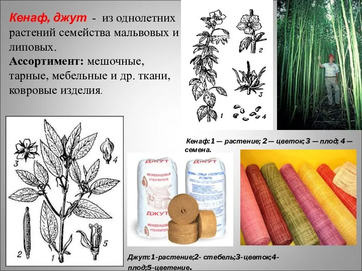 Кенаф, джут - из однолетних растений семейства мальвовых и липовых. Ассортимент: