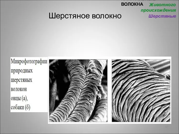 Шерстяное волокно НАТУРАЛЬНЫЕ ВОЛОКНА Животного происхождения Шерстяные