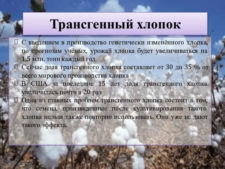 Трансгенный хлопок С введением в производство генетически изменённого хлопка, по прогнозам