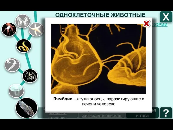 ОДНОКЛЕТОЧНЫЕ ЖИВОТНЫЕ ТИП ИНФУЗОРИИ ТИП ЖГУТИКОНОСЦЫ ТИП САРКОДОВЫЕ Х ТИП СПОРОВИКИ