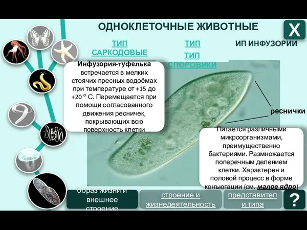 ОДНОКЛЕТОЧНЫЕ ЖИВОТНЫЕ ТИП ИНФУЗОРИИ ТИП ЖГУТИКОНОСЦЫ ТИП САРКОДОВЫЕ Х образ жизни