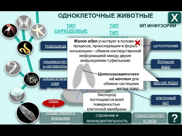 ОДНОКЛЕТОЧНЫЕ ЖИВОТНЫЕ ТИП ИНФУЗОРИИ ТИП ЖГУТИКОНОСЦЫ ТИП САРКОДОВЫЕ Х образ жизни