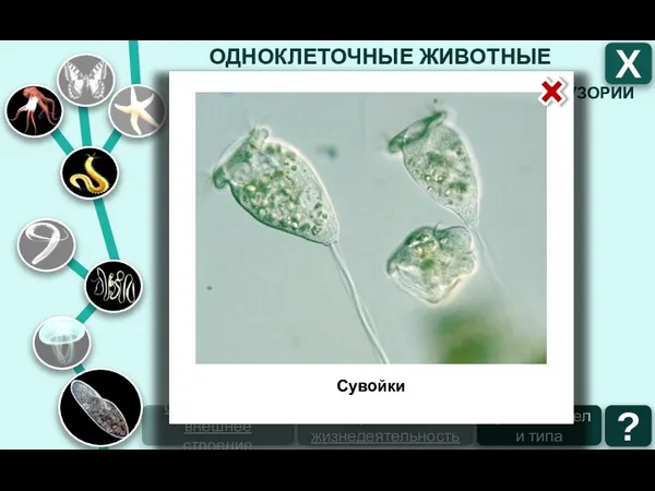 ОДНОКЛЕТОЧНЫЕ ЖИВОТНЫЕ ТИП ИНФУЗОРИИ ТИП ЖГУТИКОНОСЦЫ ТИП САРКОДОВЫЕ Х образ жизни