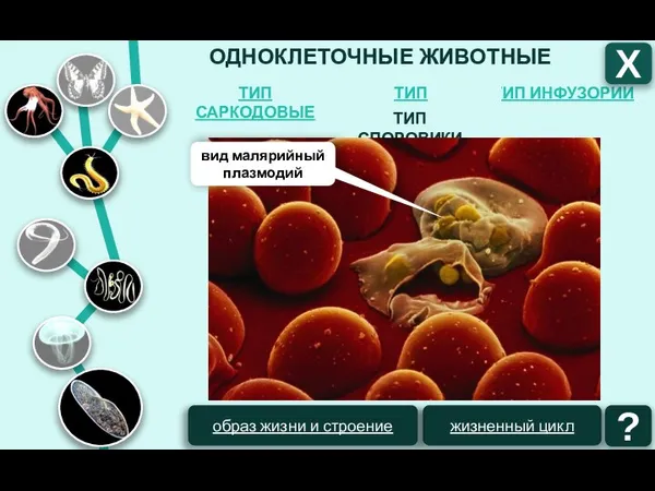 ОДНОКЛЕТОЧНЫЕ ЖИВОТНЫЕ ТИП ИНФУЗОРИИ ТИП ЖГУТИКОНОСЦЫ ТИП САРКОДОВЫЕ Х ТИП СПОРОВИКИ